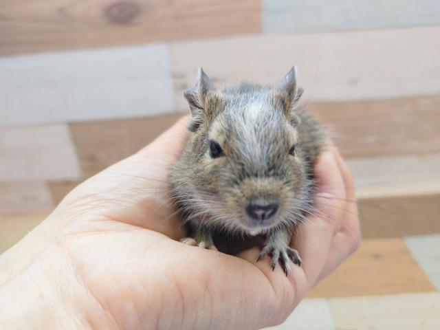 デグー(パイド)の男の子入荷しました〜❤