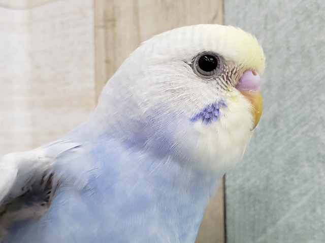 淡～い色が素敵！パステルレインボーセキセイ。