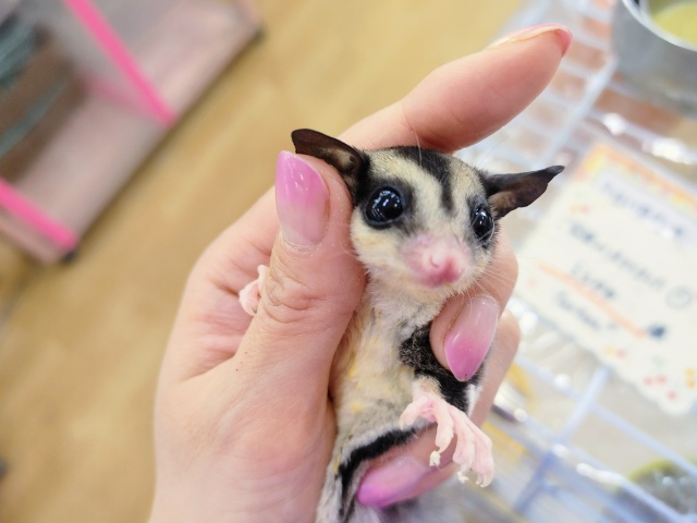 フクロモモンガ(ベビー)の女の子入荷しました〜❤