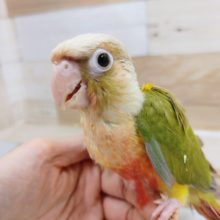 ウロコインコさん(パイナップル)入荷しました〜❤