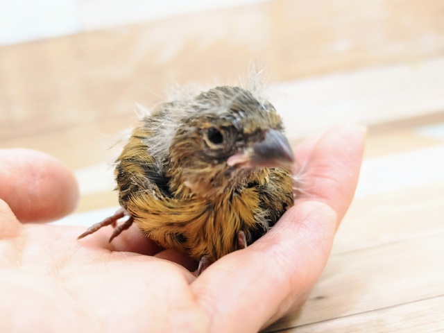 ブロンズカナリアのヒナですよ〜❣️入荷しました❤