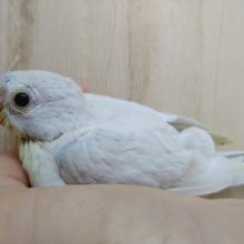 鳴き声はピヨピヨー！美声インコヒナ来ました〜