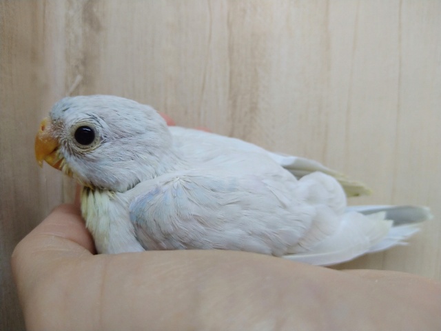 鳴き声はピヨピヨー！美声インコヒナ来ました〜