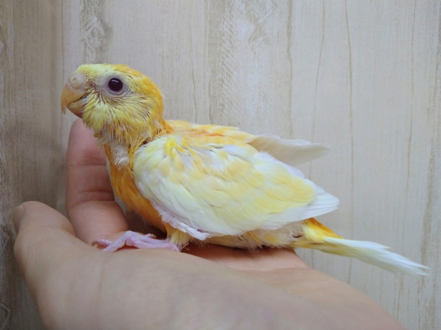 鳴き声はピヨピヨー！ド派手カラーの美声インコヒナさん来ましたよ～