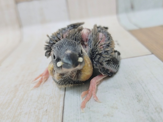 文鳥さんのヒナ(ノーマル)入荷しました〜❤