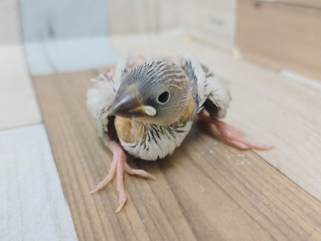 文鳥さんのヒナ(シルバー)入荷しました〜❤