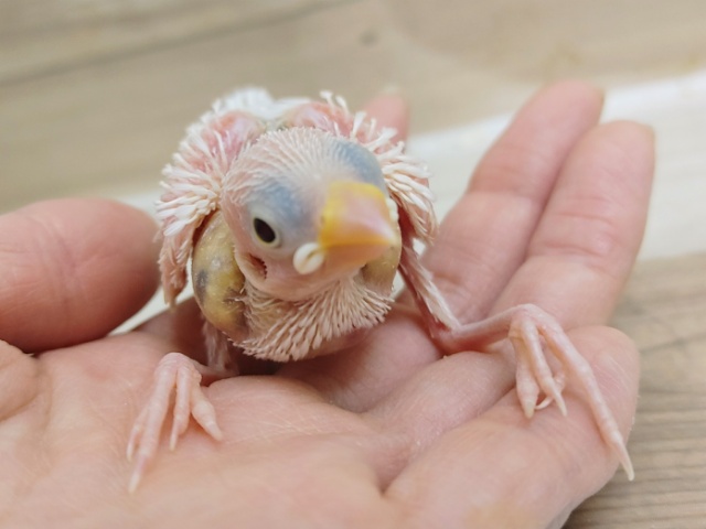 座り方独特？？文鳥さんのヒナ(白)入荷しました〜❤