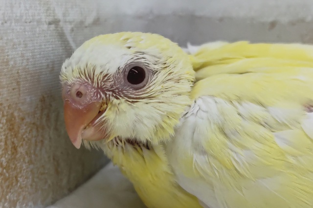 キレイな声聞かせてね🎵　美声インコ(ルチノー)