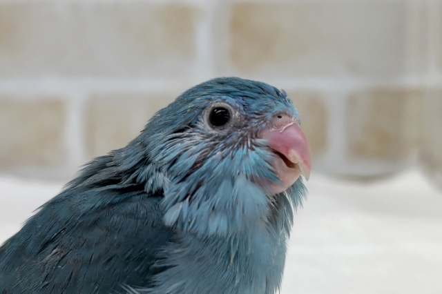 クリクリおめめ💙　マメルリハインコ（ブルー）