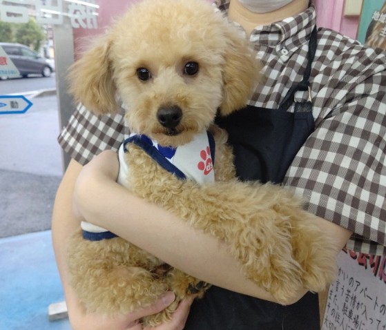 最新！活きがいいね！ふわふわパン🍞トイプードル(アプリコット) 男の子♪