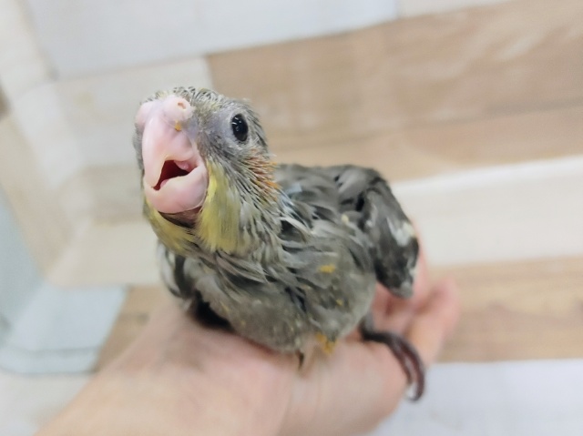 オカメインコさん(ノーマル)入荷しました〜❤