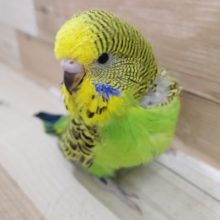 ジャンボセキセイインコさん(ノーマル)入荷しました〜❤