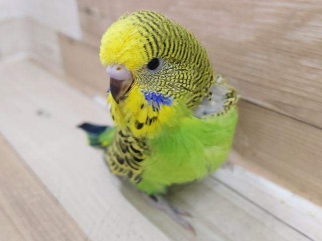 ジャンボセキセイインコさん(ノーマル)入荷しました〜❤