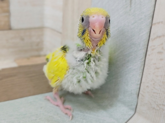 セキセイインコさん(パイド)入荷しました〜❤