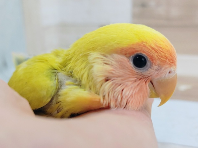 小桜インコさん(シナモン)入荷しました〜❤