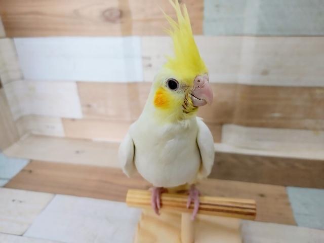 最新画像更新❤オカメスマイル★オカメインコ(ルチノー)