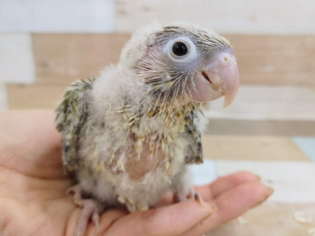 ホオミドリウロコメキシコインコさん(ブルーシナモン)のヒナ入荷しました〜❤