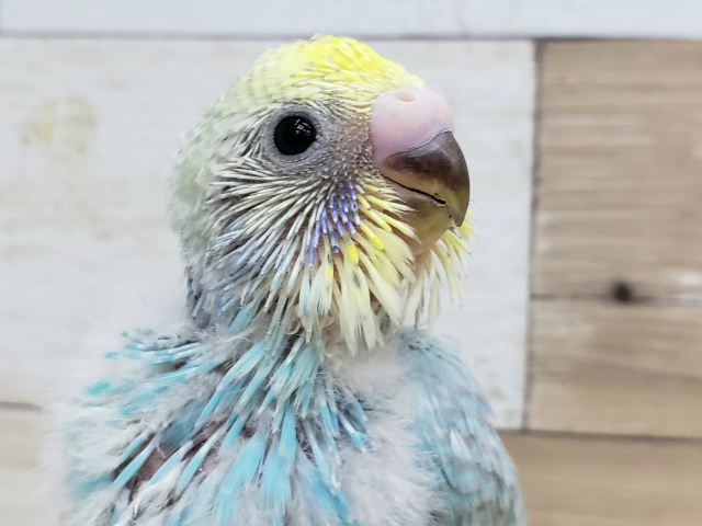 青系のパステルレインボーセキセイ入荷