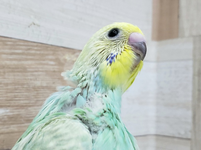 緑系パステルレインボーのセキセイ入荷