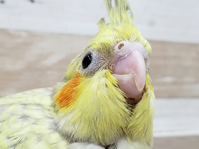 綺麗なパール模様のオカメインコ