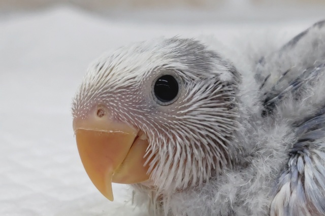 珍しいカラーです🌸　コザクラインコ(オパーリンバイオレットパイド)