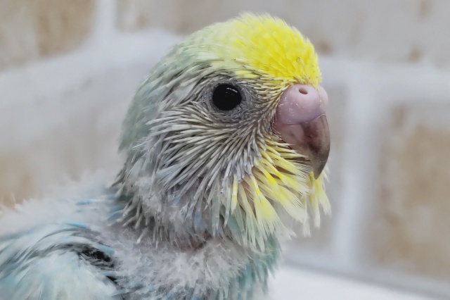 たまらない美しさ🌈　セキセイインコ(パステルレインボーパイド)