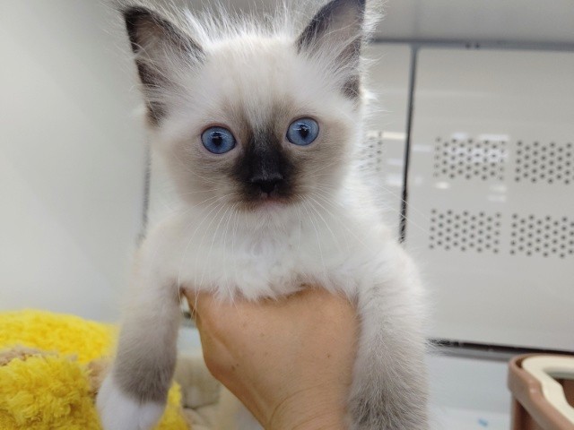 かまってくれるまで。。。ラグドール(シールポイント) 男の子♪