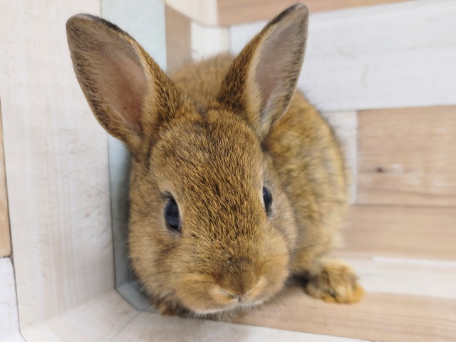 ネザーランドドワーフラビットさん(チェスナット)入荷しました♥