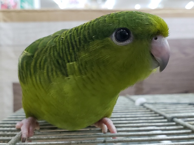 ベタベタにいいかんじ。サザナミインコ