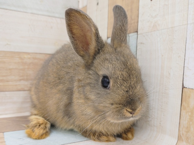 ネザーランドドワーフラビットさん(ブルー系)入荷しました♥