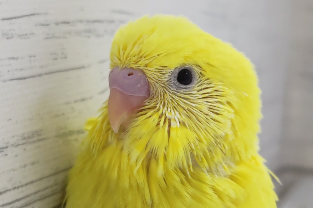 真っ黄色のボディ🟡　セキセイインコ(ダブルファクター)