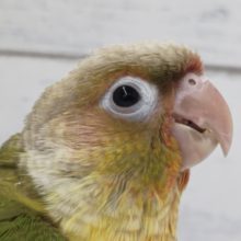 最新画像あり！　なでなで大好き〜❤️ ホオミドリウロコインコ(パイナップル)