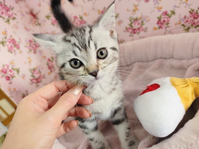 おすすめっ♥マンチカンちゃん入荷しました〜♥