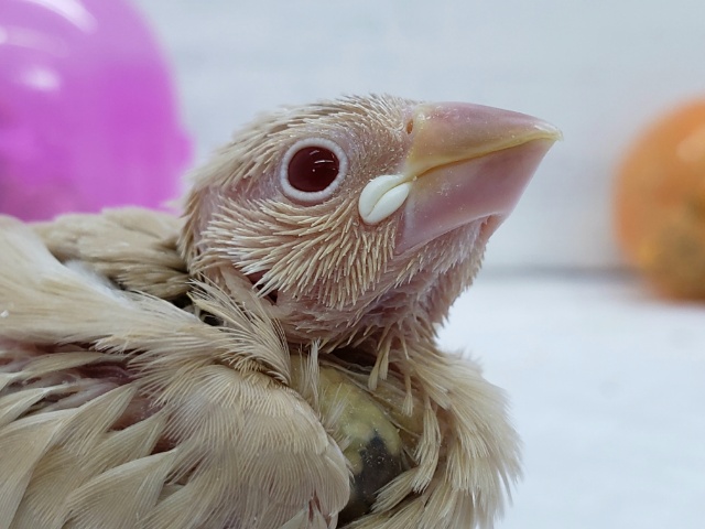 入荷少なめ！シナモン文鳥です