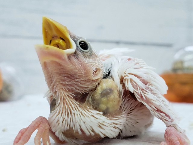 全身真っ白！白文鳥入荷です。