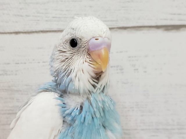 くっきり綺麗なスパングルパイドのセキセイ入荷です