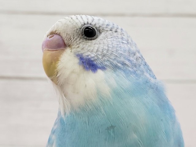 カキカキ大好き！ベタなれセキセイインコ