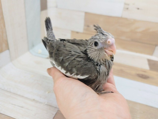 オカメインコさん(ホワイトフェイス)のヒナ入荷しました〜♥