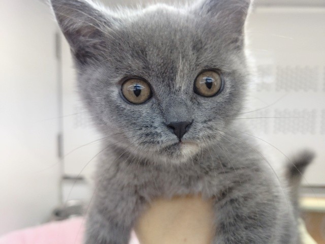 グイグイガール！スコティッシュストレート(ブルー&クリーム) 女の子♪