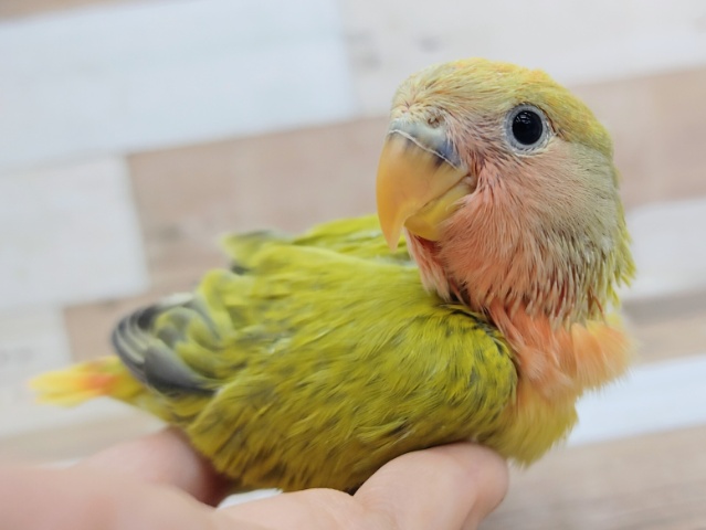 最新画像更新♥コザクラインコさん(タイガーチェリーオパーリン)のヒナ入荷しました〜♥