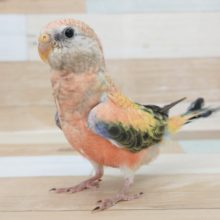 最新画像更新♥ローズ秋草インコさん入荷しました❤