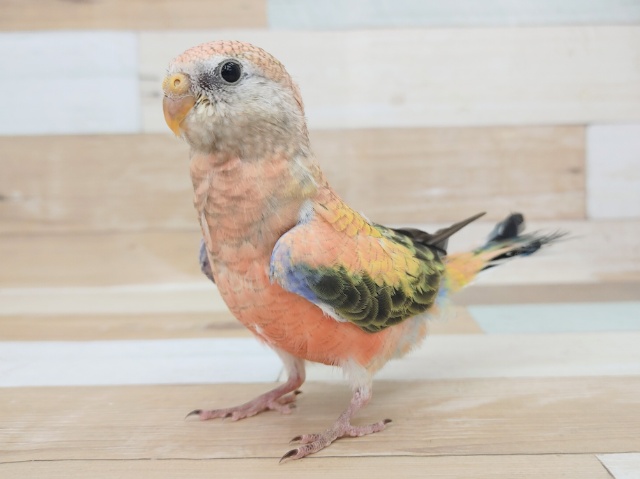 最新画像更新♥ローズ秋草インコさん入荷しました❤