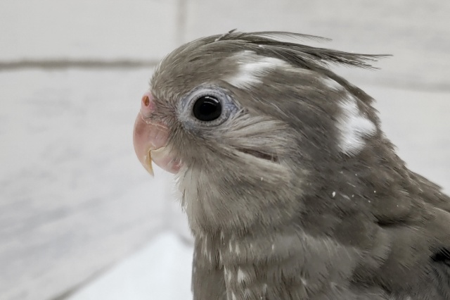 最新画像あり！　久しぶりに来てくれました〜🎉　オカメインコ(ホワイトフェイス)