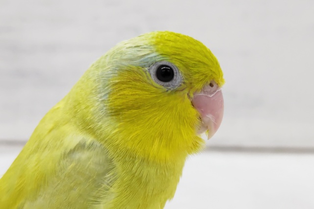 最新画像あり！　ちょっと久々？マメルリハ（アメリカンイエロー）　男の子