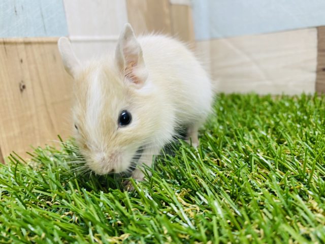 優しいカラーのサンドホワイトデグー！男の子やって来ました☆