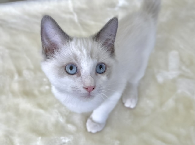 ラグドール（ブルーポイントバイカラー）2022年1月13日生まれ　女の子