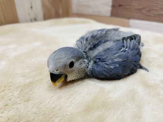 おっとりしているヒナさんです☆コザクラインコのバイオレットカラー！
