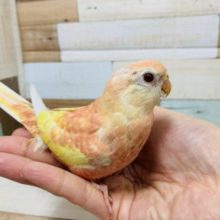 淡いピンクが大人気♪アキクサインコ(ルビノー)