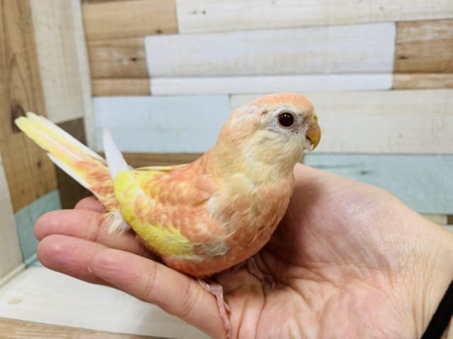淡いピンクが大人気♪アキクサインコ(ルビノー)