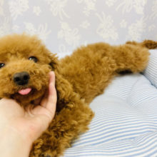 舌ペロ☆体ピトッ！トイプードルくん！